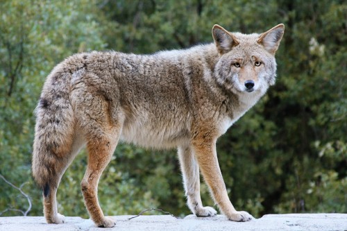 Cayote-copy.jpg