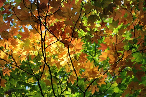 Fall-leaves-141-copy.jpg