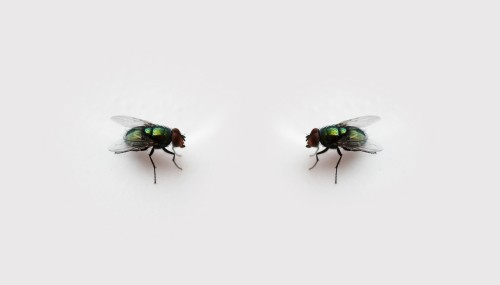 flies.jpg