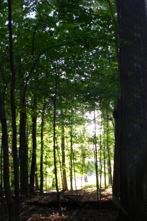 forest-light.jpg