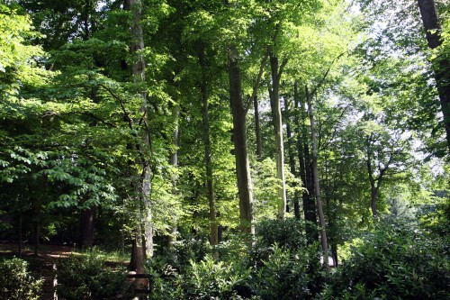 forest.jpg