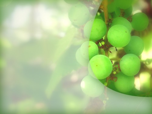 grapes-template.jpg