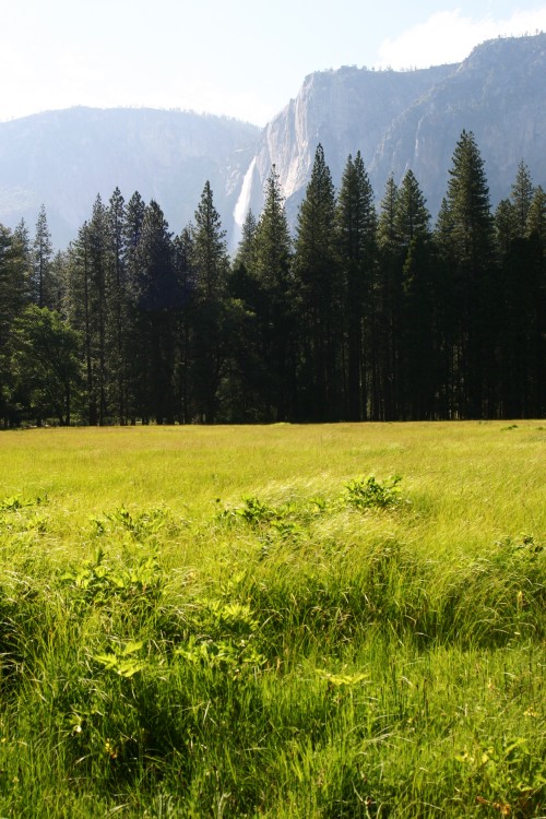 grass_001.jpg