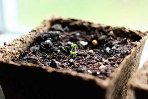 Seedlings-005.jpg