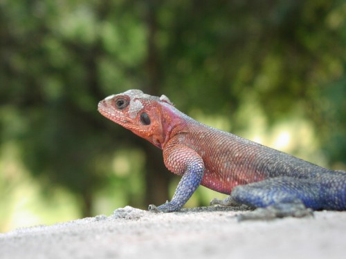 lizard.jpg