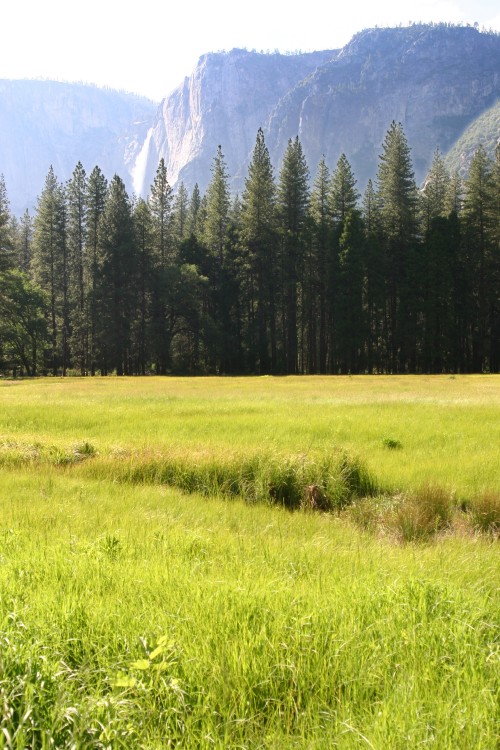 meadow-grass.jpg