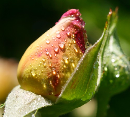 morningrose.jpg
